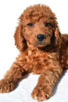 Aspen, a male Miniature Goldendoodle for sale in Baltic, OH – 4 of 6