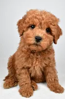 Maisie, a female Miniature Goldendoodle for sale in Baltic, OH – 1 of 5
