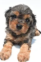 Amber, a female Cavapoo for sale in Baltic, OH – 4 of 7