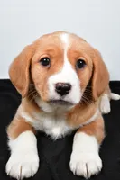 processed/cfc10f68-315f-46a7-8513-a597ad1b79c4/listing/340b32b2-7cb6-478f-b752-7be10ad05e42/569b4a7f-c6e0-47e2-957f-74c654b8455d