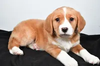 processed/cfc10f68-315f-46a7-8513-a597ad1b79c4/listing/340b32b2-7cb6-478f-b752-7be10ad05e42/79ea3f85-6753-4131-893f-61856b92cc91