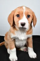 processed/cfc10f68-315f-46a7-8513-a597ad1b79c4/listing/340b32b2-7cb6-478f-b752-7be10ad05e42/c56c1c49-fcf3-4949-bafc-d7dc39360241