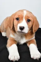 processed/cfc10f68-315f-46a7-8513-a597ad1b79c4/listing/340b32b2-7cb6-478f-b752-7be10ad05e42/f780a865-d233-4704-96df-93dcfff33acf