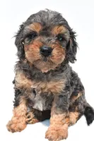 Amber, a female Cavapoo for sale in Baltic, OH – 3 of 7