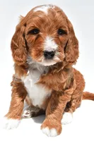 Archer, a male Miniature Goldendoodle for sale in Baltic, OH – 2 of 7
