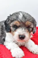 Harper, a male Cavapoo for sale in Baltic, OH – 5 of 8