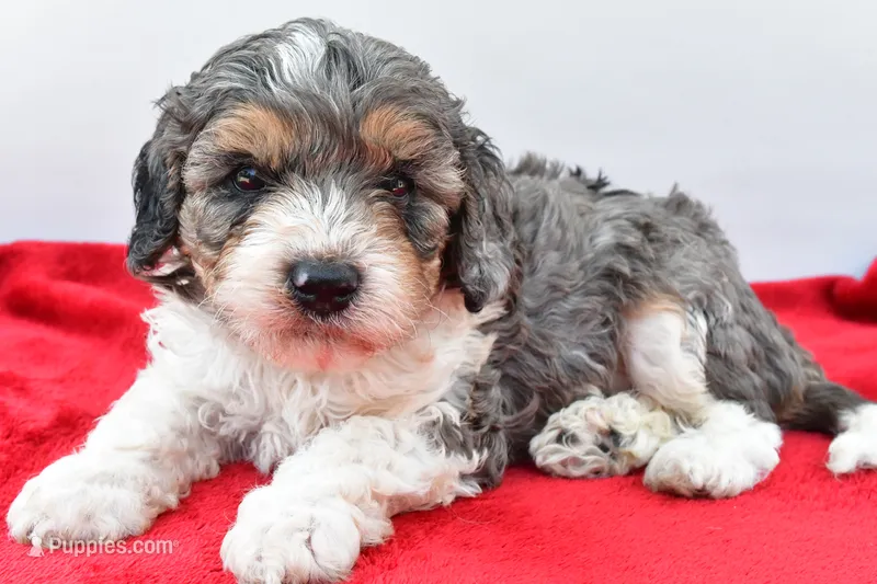 Harper – Cavapoo puppy for sale in Baltic, OH