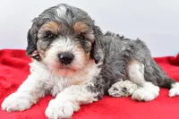Harper, a male Cavapoo for sale in Baltic, OH – 1 of 8