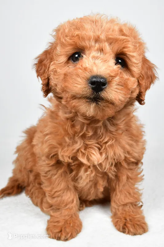 Pearl – Miniature Goldendoodle puppy for sale in Baltic, OH