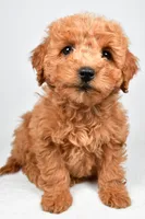 Pearl, a female Miniature Goldendoodle for sale in Baltic, OH – 1 of 5