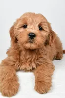 Chloe, a female Miniature Goldendoodle for sale in Baltic, OH – 3 of 6