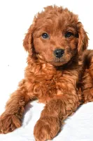 Tucker, a male Miniature Goldendoodle for sale in Baltic, OH – 2 of 6