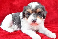 Addie, a female Cavapoo for sale in Baltic, OH – 2 of 6
