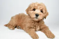 Louie, a male Miniature Goldendoodle for sale in Baltic, OH – 5 of 5