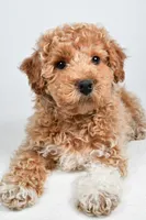 Sophie, a female Bichpoo for sale in Baltic, OH – 1 of 10