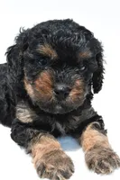 Gracie, a female Cavapoo for sale in Baltic, OH – 5 of 8