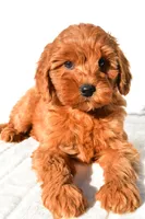 Ellie, a female Miniature Goldendoodle for sale in Baltic, OH – 2 of 9