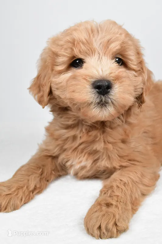 Louie – Miniature Goldendoodle puppy for sale in Baltic, OH