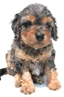 Amber, a female Cavapoo for sale in Baltic, OH – 1 of 7