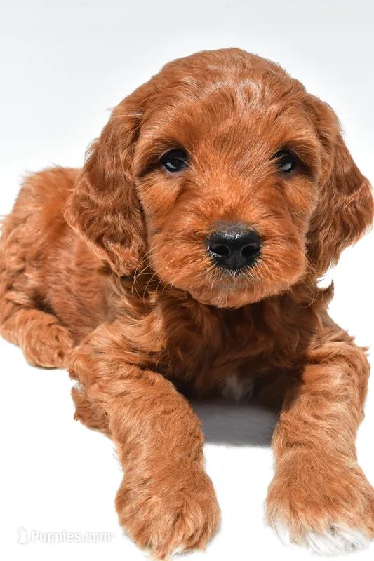 Windsor – Miniature Goldendoodle puppy for sale in Baltic, OH