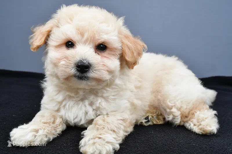 Biscuit  – Maltipoo puppy for sale in Baltic, OH
