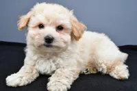 Biscuit , a male Maltipoo for sale in Baltic, OH – 1 of 6