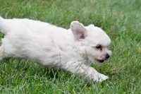 Milo, a male Maltipoo for sale in Baltic, OH – 8 of 8