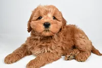 Sterling, a male Miniature Goldendoodle for sale in Baltic, OH – 2 of 4