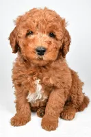 Winston, a male Miniature Goldendoodle for sale in Baltic, OH – 6 of 6