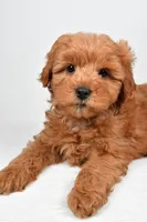 Theo, a male Miniature Goldendoodle for sale in Baltic, OH – 6 of 6