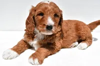 Archer, a male Miniature Goldendoodle for sale in Baltic, OH – 7 of 7