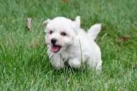 Milo, a male Maltipoo for sale in Baltic, OH – 2 of 8