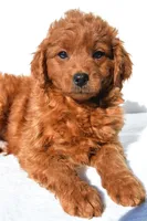 Tucker, a male Miniature Goldendoodle for sale in Baltic, OH – 5 of 6