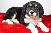 processed/cfc10f68-315f-46a7-8513-a597ad1b79c4/listing/4a079ee6-c21d-4590-9e6b-e007dbef683e/3098d1a5-30f2-4658-8d88-9745e0e1ca24