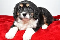 processed/cfc10f68-315f-46a7-8513-a597ad1b79c4/listing/4a079ee6-c21d-4590-9e6b-e007dbef683e/f306670f-8ef2-42f9-af02-f9835e3cc0a9