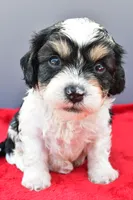 Teddy, a male Cavapoo for sale in Baltic, OH – 3 of 9