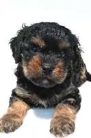 Gracie, a female Cavapoo for sale in Baltic, OH – 4 of 8