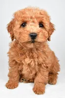 Pearl, a female Miniature Goldendoodle for sale in Baltic, OH – 2 of 5