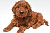 Ruby, a female Miniature Goldendoodle for sale in Baltic, OH – 5 of 8