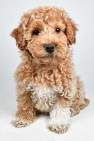 Sophie, a female Bichpoo for sale in Baltic, OH – 8 of 10