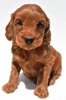 Teddy, a male Miniature Goldendoodle for sale in Baltic, OH – 8 of 8