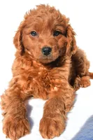 Tucker, a male Miniature Goldendoodle for sale in Baltic, OH – 6 of 6