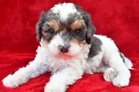 Addie, a female Cavapoo for sale in Baltic, OH – 6 of 6