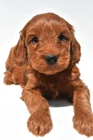 Teddy, a male Miniature Goldendoodle for sale in Baltic, OH – 4 of 8