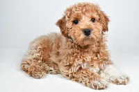 Sophie, a female Bichpoo for sale in Baltic, OH – 5 of 10