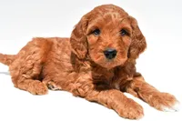 Windsor, a male Miniature Goldendoodle for sale in Baltic, OH – 7 of 7