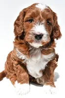 Ace, a male Miniature Goldendoodle for sale in Baltic, OH – 3 of 8