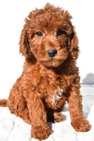 Gracie, a female Miniature Goldendoodle for sale in Baltic, OH – 5 of 6