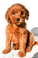 Ellie, a female Miniature Goldendoodle for sale in Baltic, OH – 4 of 9