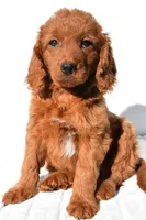 Dolly, a female Miniature Goldendoodle for sale in Baltic, OH – 5 of 7